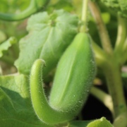 Gemüsekuriositäten Gemüsekuriositäten